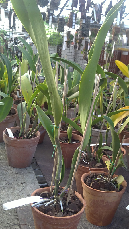 Brassolaeliocattleya Warchant Siam Ruby.jpg