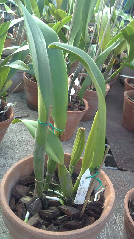 Laeliocattleya Melody Fair Carol.jpg