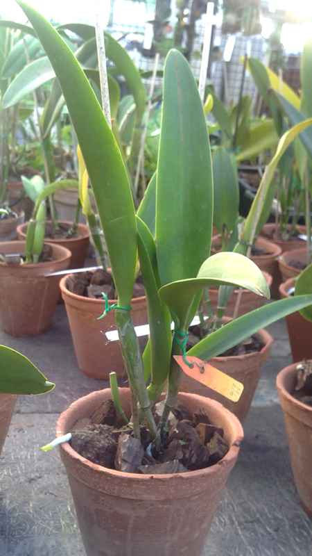 Brassocattleya Little Mermaid Janet.jpg