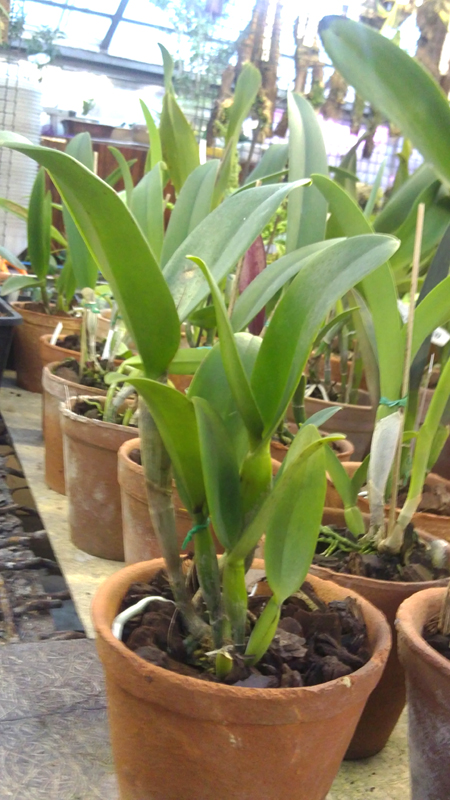 Potinara Burana Beauty Burana.jpg