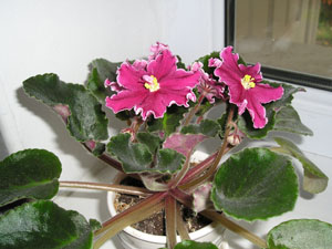 Cherries'n Cream21.jpg