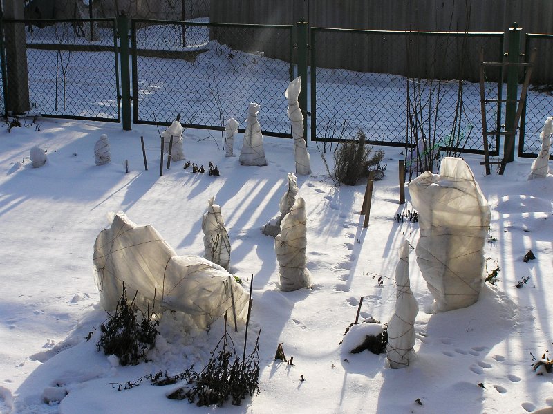 зимовка роз.JPG