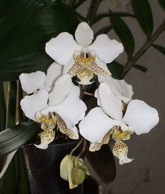 Phal  stuartiana var. nobilis.jpg
