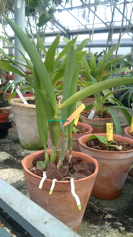 Brassocattleya Little Mermaid Janet 2.jpg