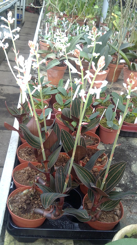 Haemaria discolor.jpg