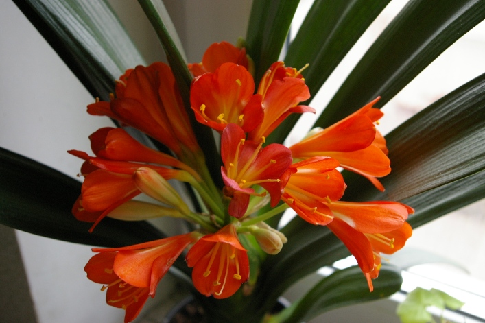 &quot;Белая&quot; кливия)))