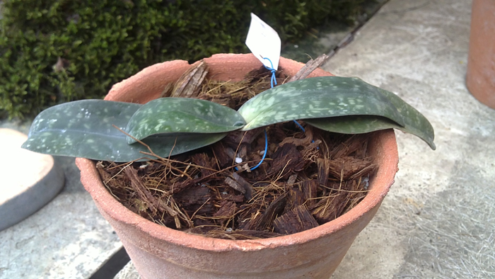 Paphiopedilum niveum.jpg