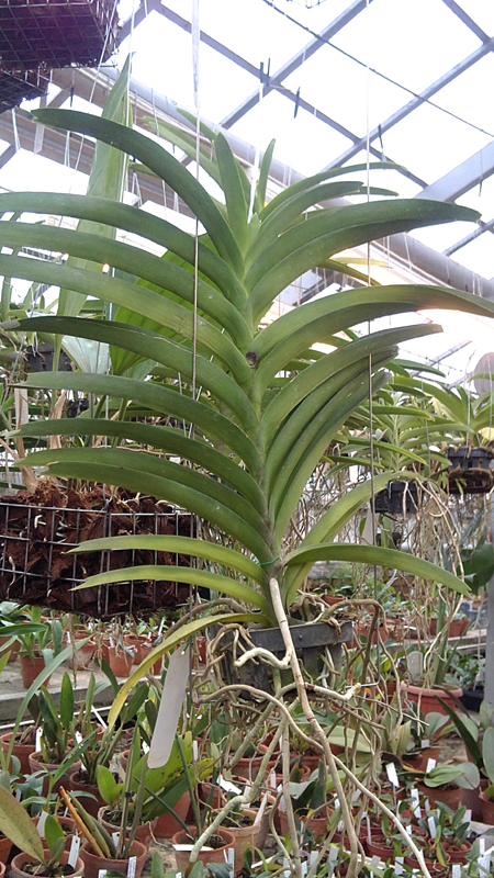 Vanda Kultana Gold x Vanda tessellata.jpg