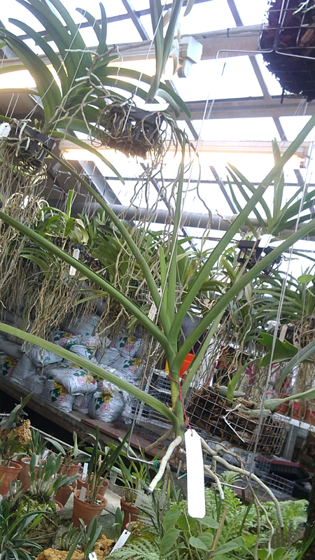 Vanda JVB x Vanda Dr Anek.jpg