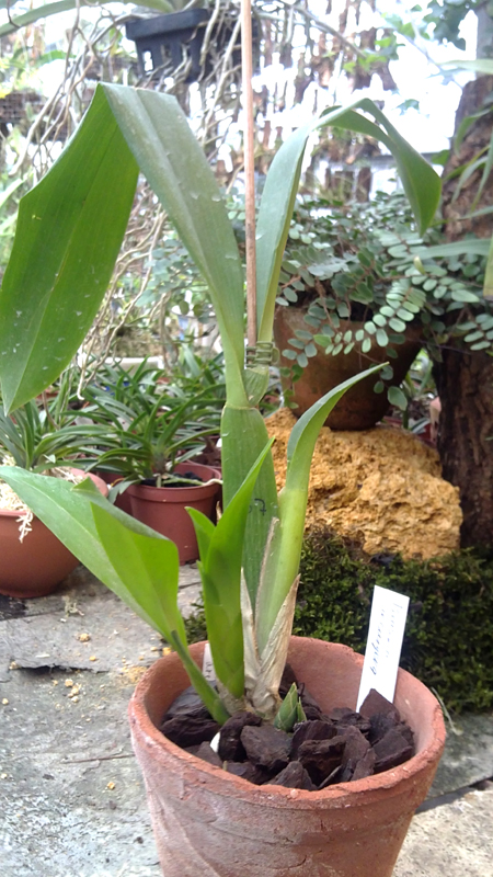 Brassia arcuigera.jpg