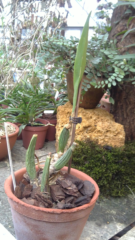 Brassia verrucosa.jpg