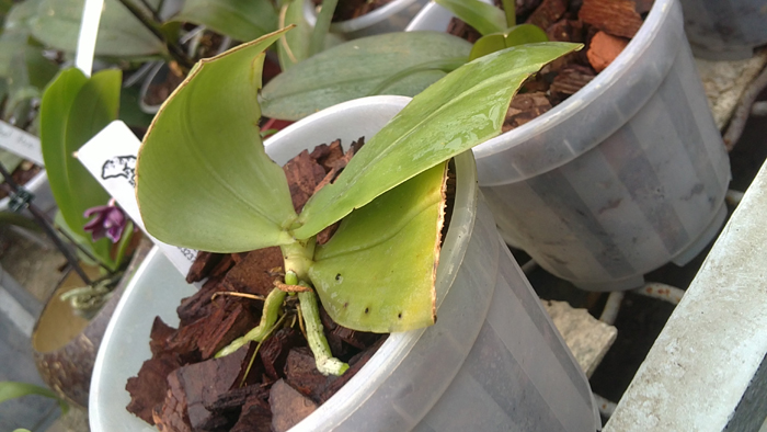 violacea x violacea.jpg