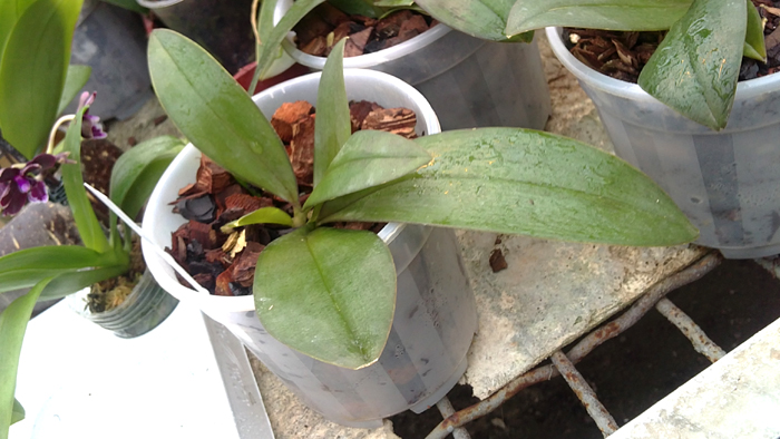 Phalaenopsis Mini Mark Maria Teresa.jpg