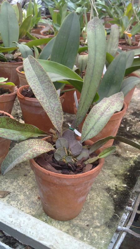 Psychopsis kramerianum.jpg