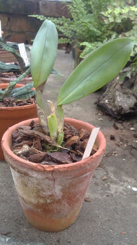 Trichopilia marginata × suavis.jpg