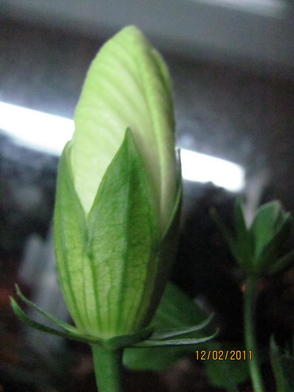 бутоша 004.jpg