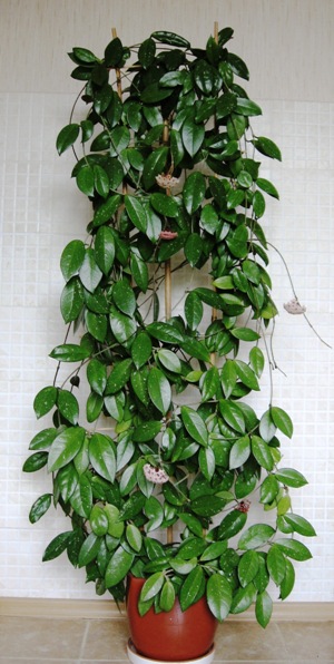 Копия IMG_3858.jpg