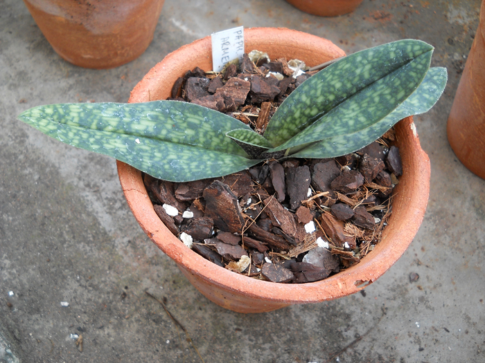 Paphiopedilum jackii x armeniacum.jpg