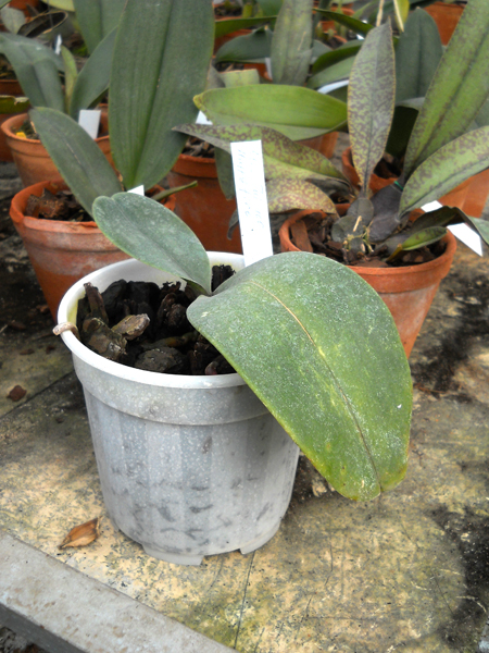 Doritaenopsis Taisuco Happyfire.jpg