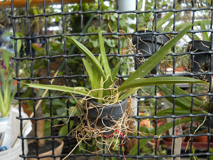 Tolumnea Jairak Rainbow brown white.jpg