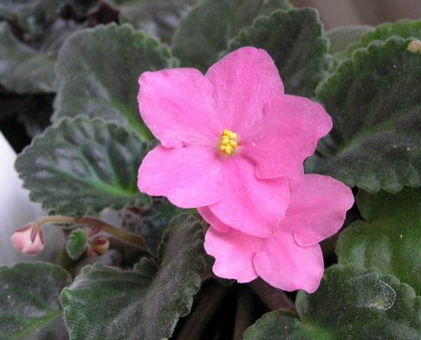 Resize of 2006_09_30 035sm.jpg