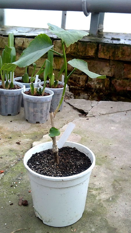 Hibiscus Acadian Jewel.jpg