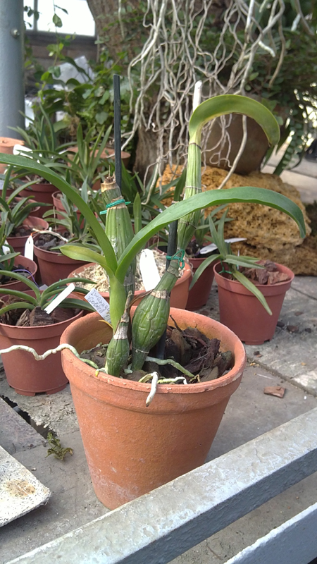 Iwanagara Appleblossom Golden Elf.jpg