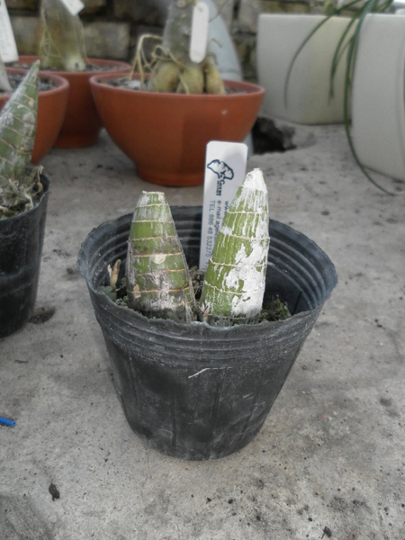 Cycnodes Jumbo Puff.jpg