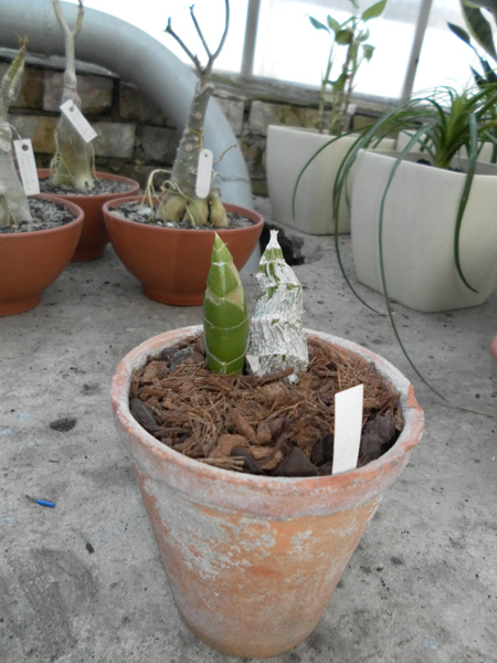 Catasetum pileatum Oro Verde x Imperiales x vinaceum.jpg