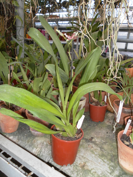 Beallara Eurostar.jpg