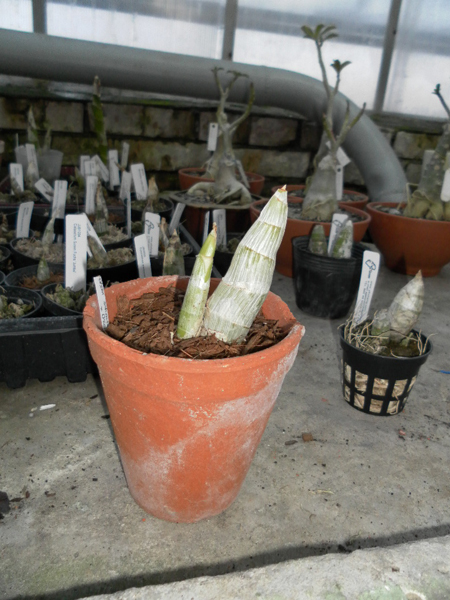 Catasetum schmidtianum x Orchidglade.jpg