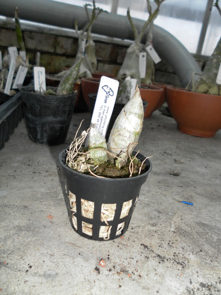 Catamodes Jumbo Riot Sunrise.jpg