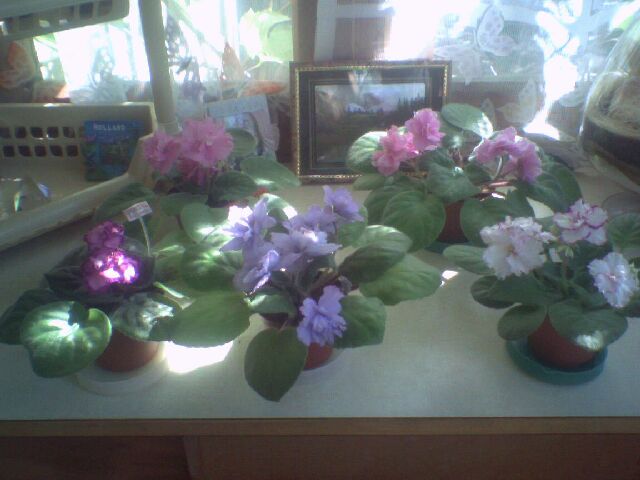 Крупным планом :)))