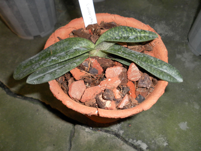 Paphiopedilum emersonii X micranthum.jpg