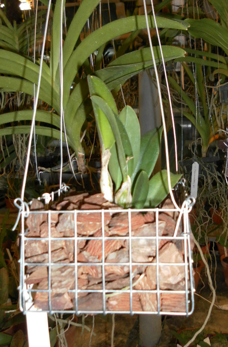 Laelia alaori x sincorana.jpg