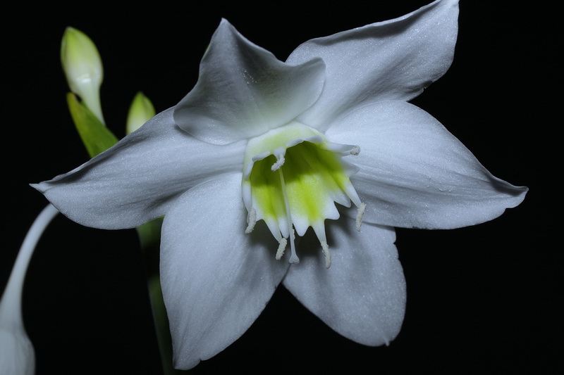 Вот так цветем!:)