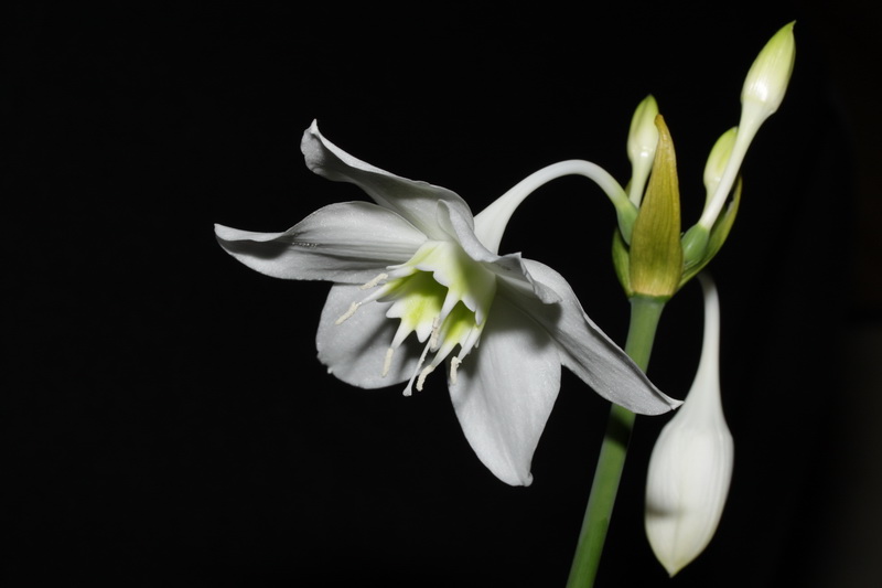 И, наконец, зацвели!