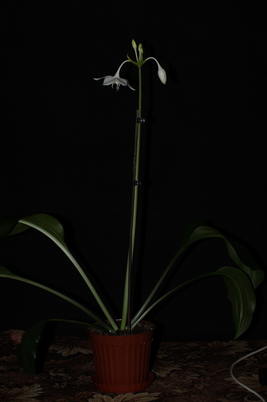 Вот так мы вымахали...