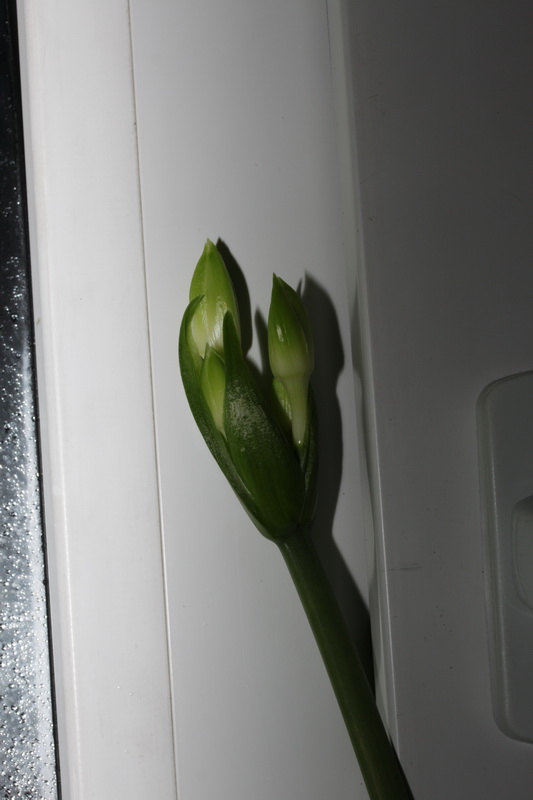 Так мы готовились зацвести...