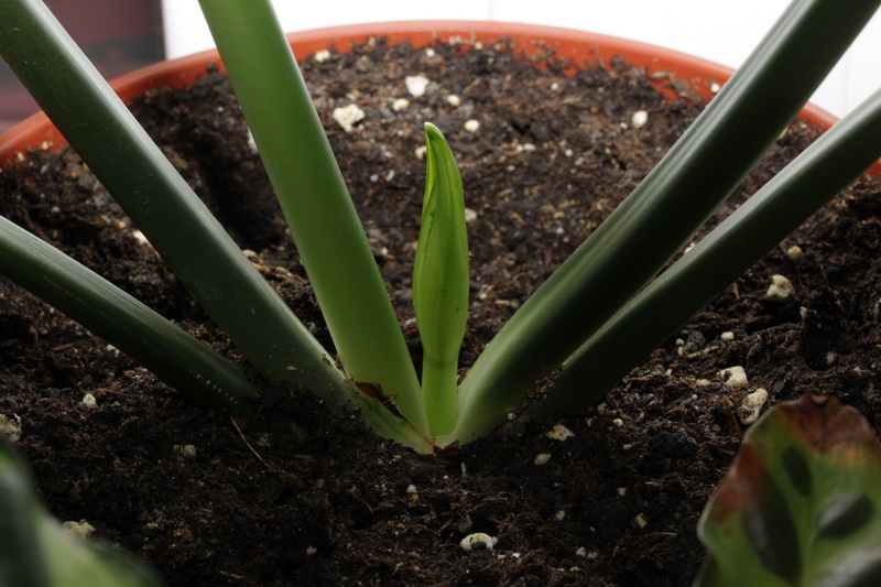 Вот так мы проклюнулись...