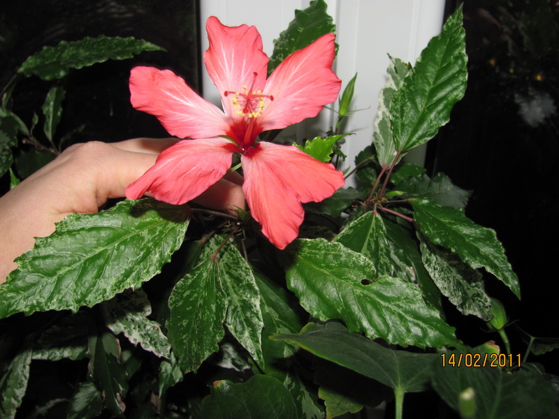 гибисушки 010.jpg