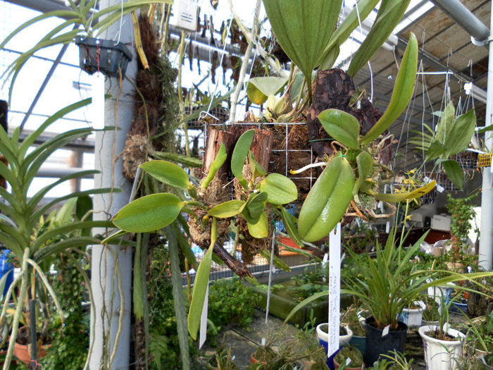 Laelia praestans Black Lip XXX x Laelia praestans Black Ruby - Takako XXXX.jpg