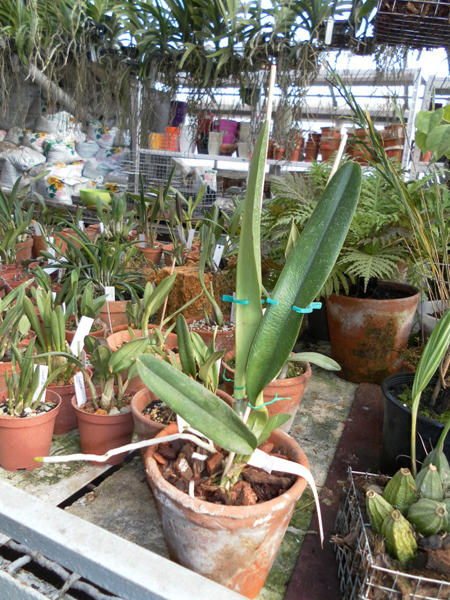 Laelia crispa Vinicolor x Flamea Aquinada.jpg