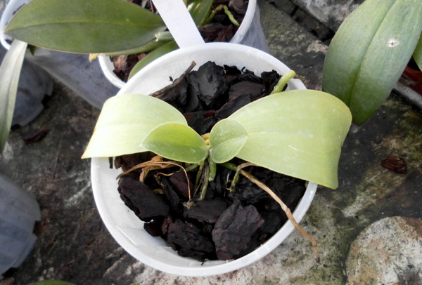 Phalaenopsis lueddemaniana x pulchra.jpg