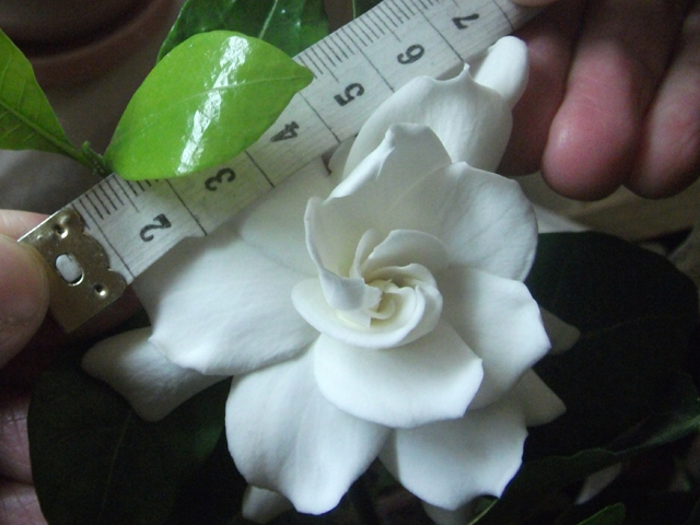 Така не маленька.