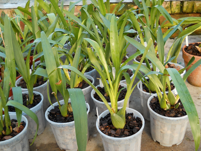 Vuylstekeara Yokara.jpg