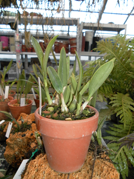 Laelia pabstii crispilabia.jpg