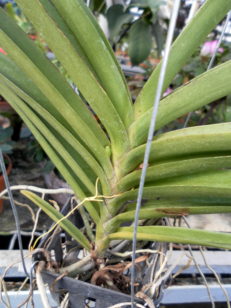 Ascocenda Su Fun Beauty.jpg