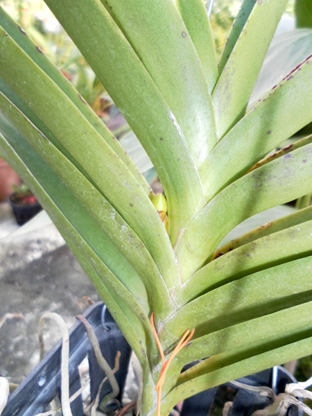 Ascocenda Su Fun Beauty 1.jpg