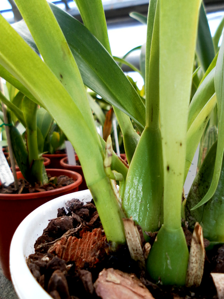 Vuylstekeara Yokara Perfection.jpg